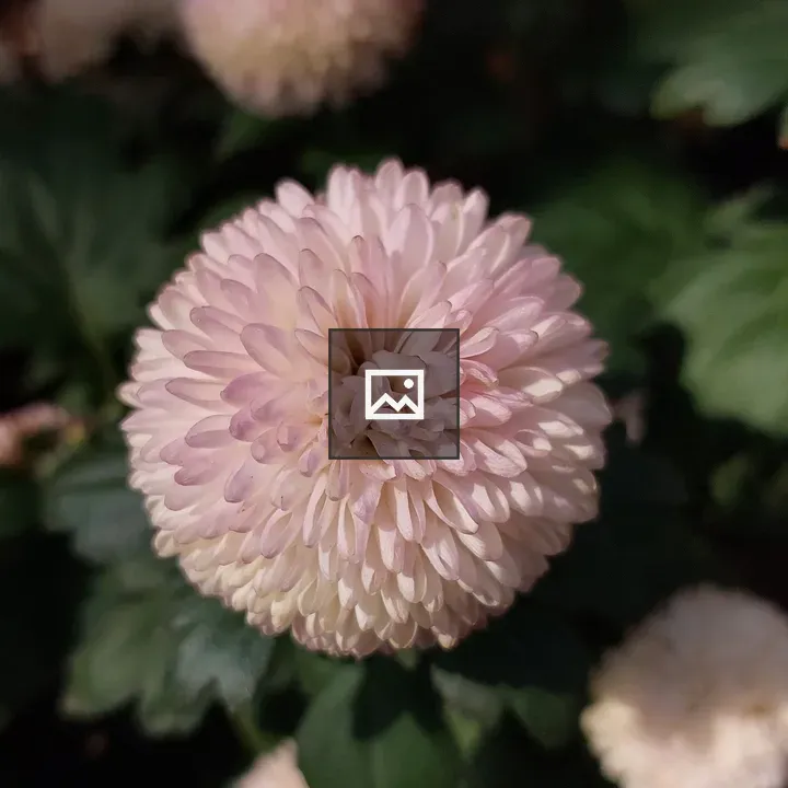 Chrysanthemum close-up portrait