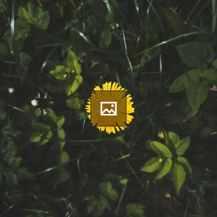 Dandelion Flower in Bloom