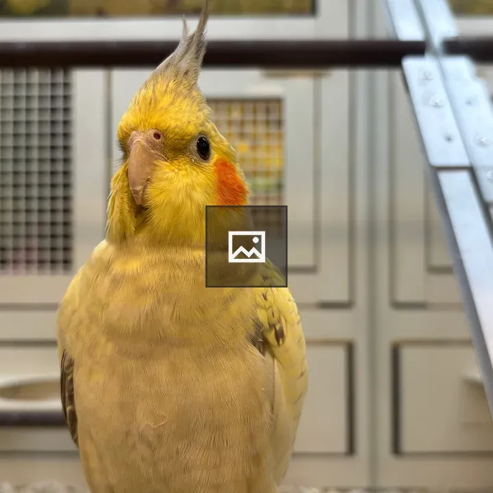 Cockatiel in Cage