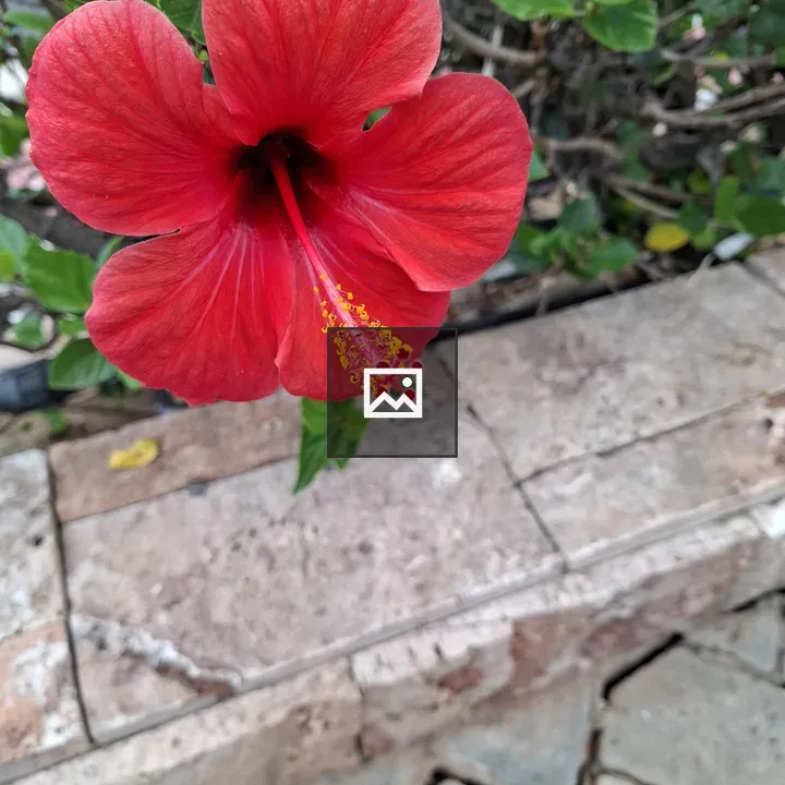 Red flower in bloom