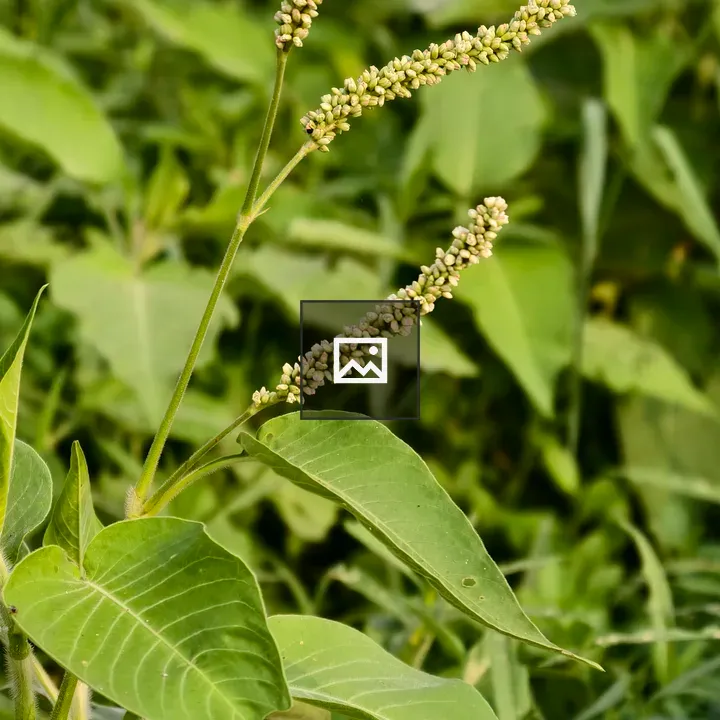 Green plant with pale yellow-green flowers
