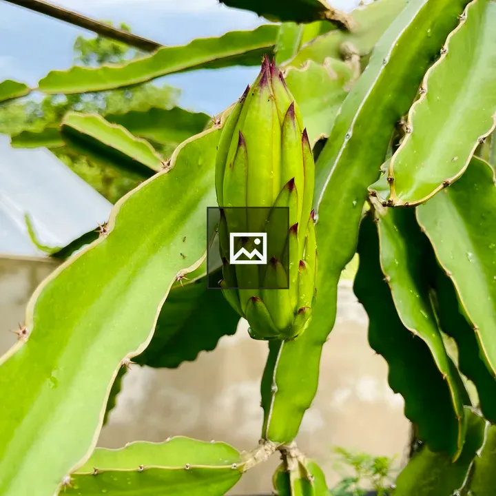 Unripe dragon fruit on cactus