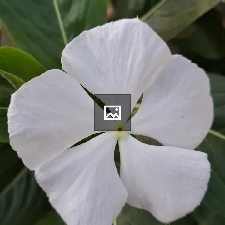 White five-petaled flower close-up