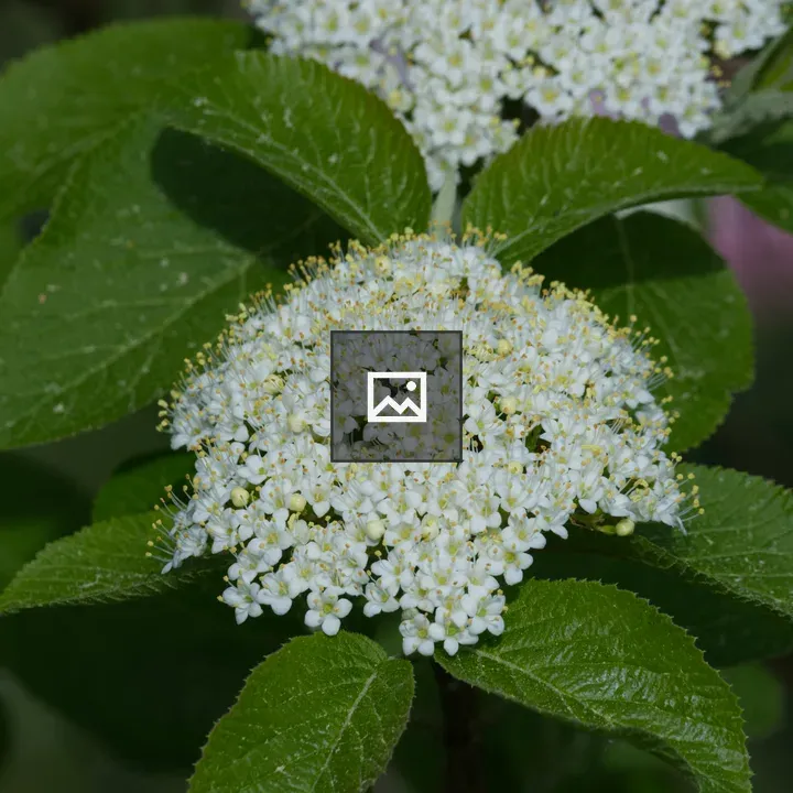 Inflorescence of Woolly Viburnum