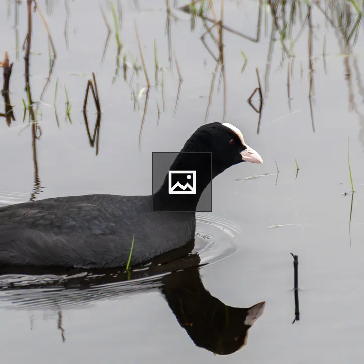 Common coot with reflection