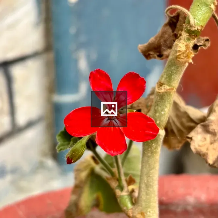 Red Flower on Stem