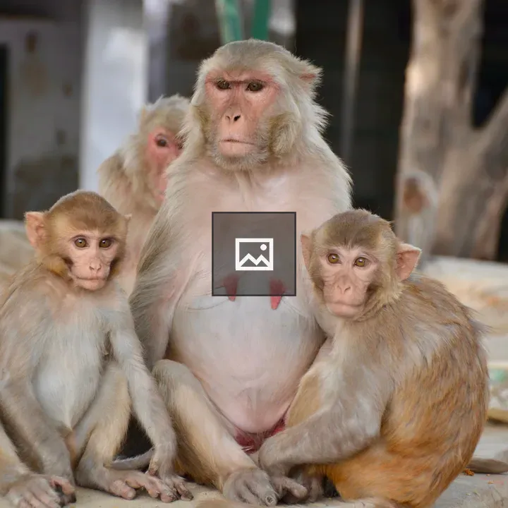 Rhesus Macaque Family in Shade