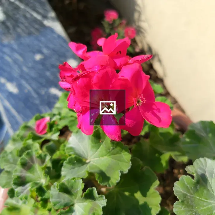 Pink flowers on potted plant