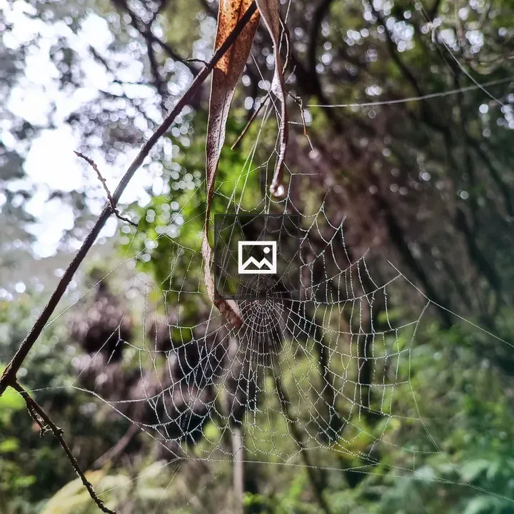 Close-up of spider web in forest