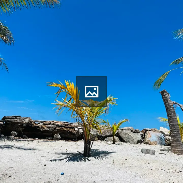 Coconut tree on beach