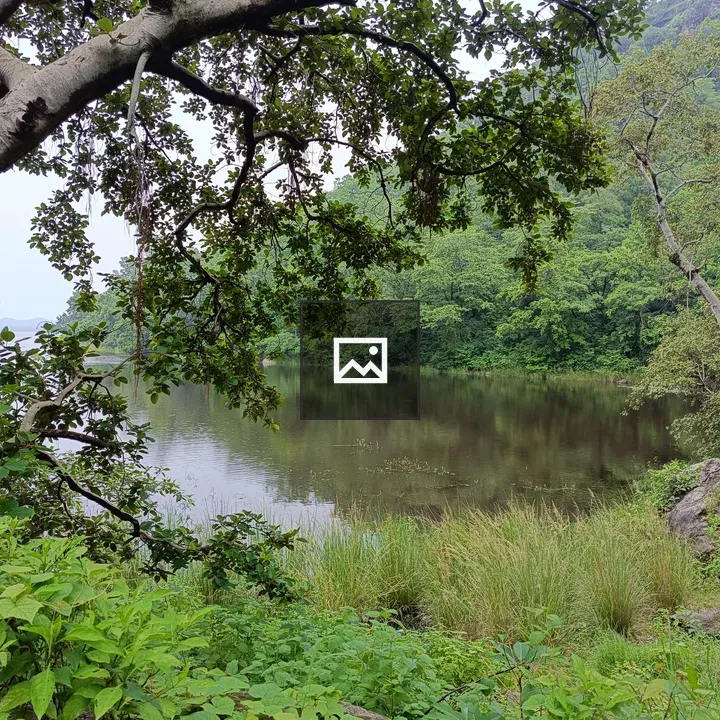 Lake scene with green forest
