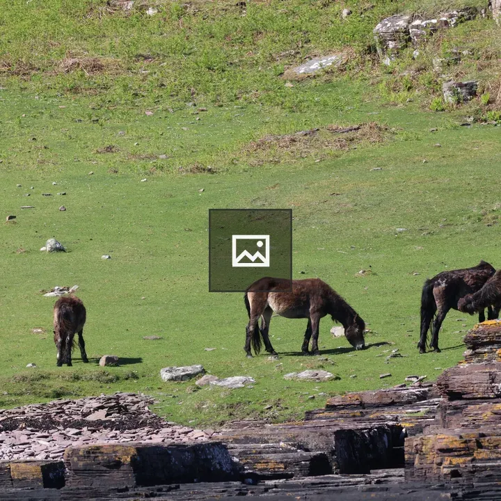 Grazing ponies in meadow