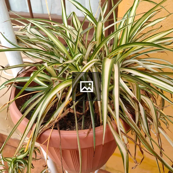 Hanging plant with striped leaves
