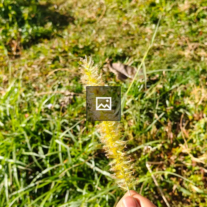 Hand holding yellow-green grass seed head