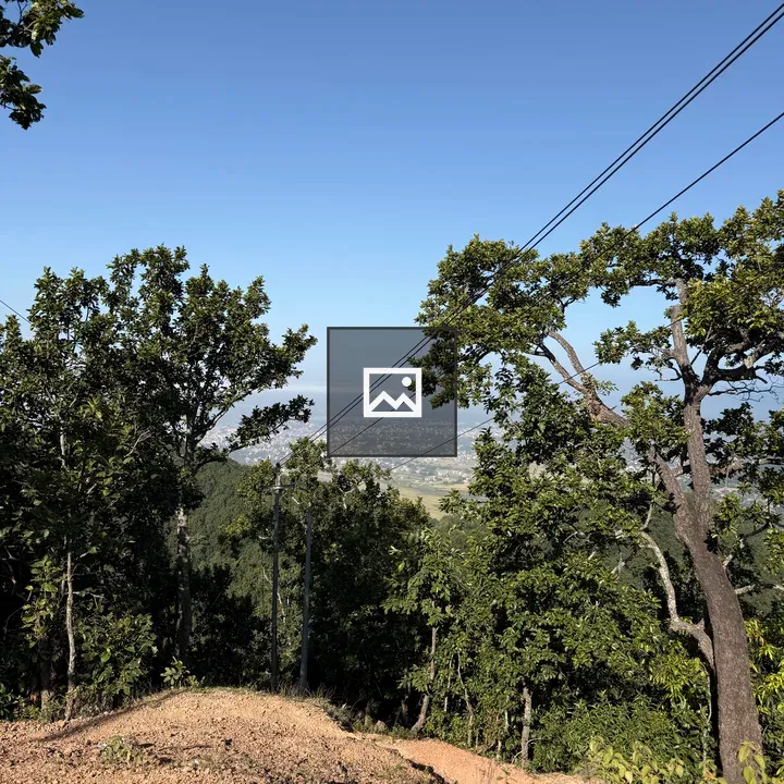Hillside view with trees and power lines