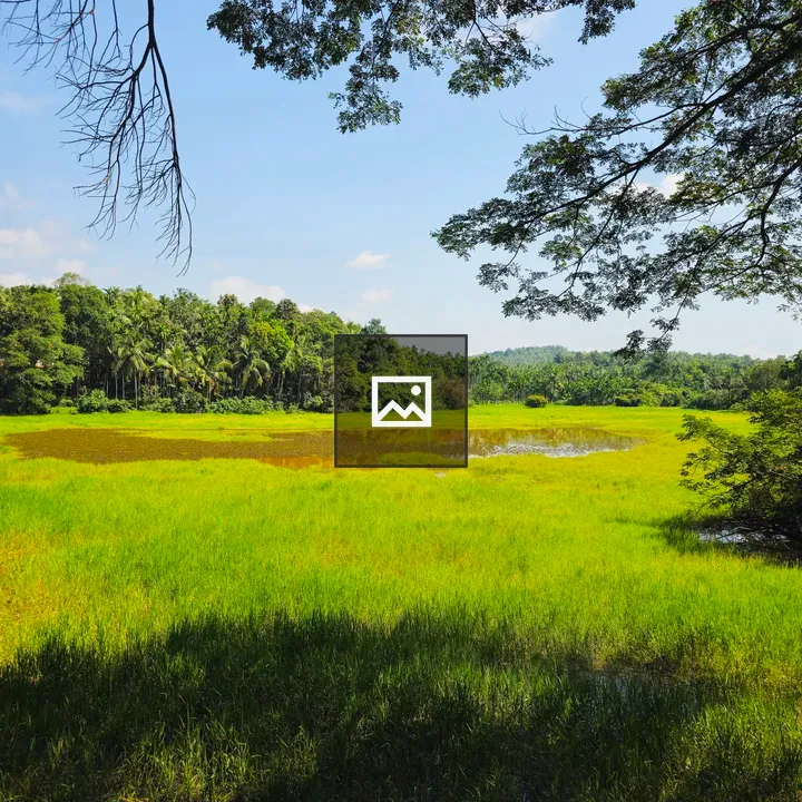 Paddy field with palm trees
