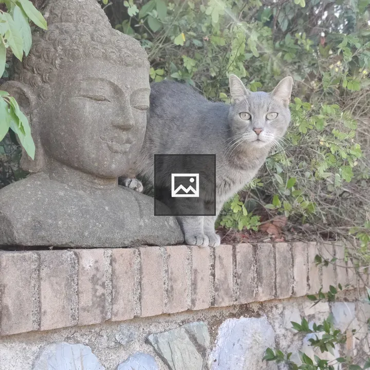 Grey cat and buddha head statue