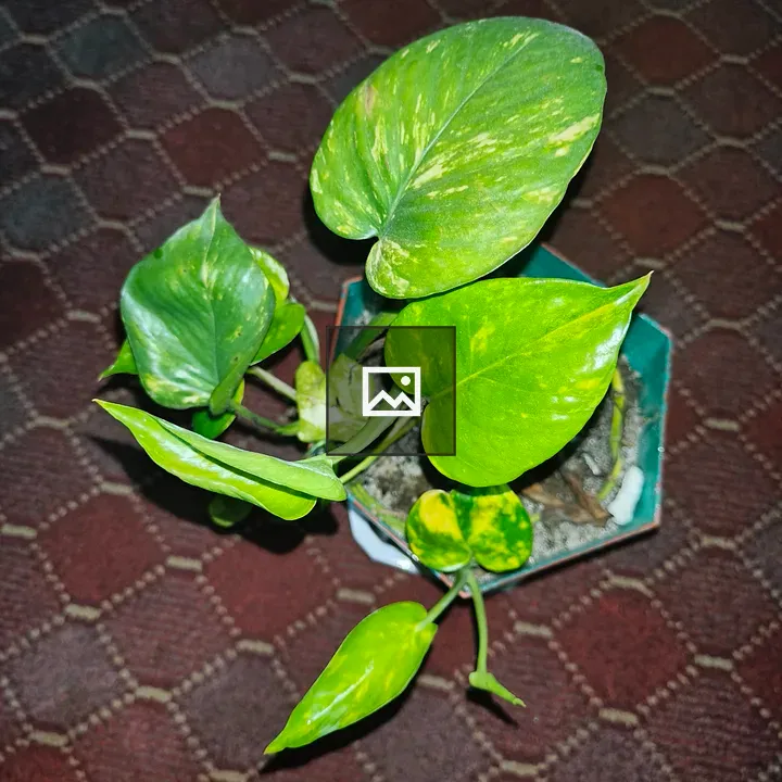 Green potted plant with variegated leaves