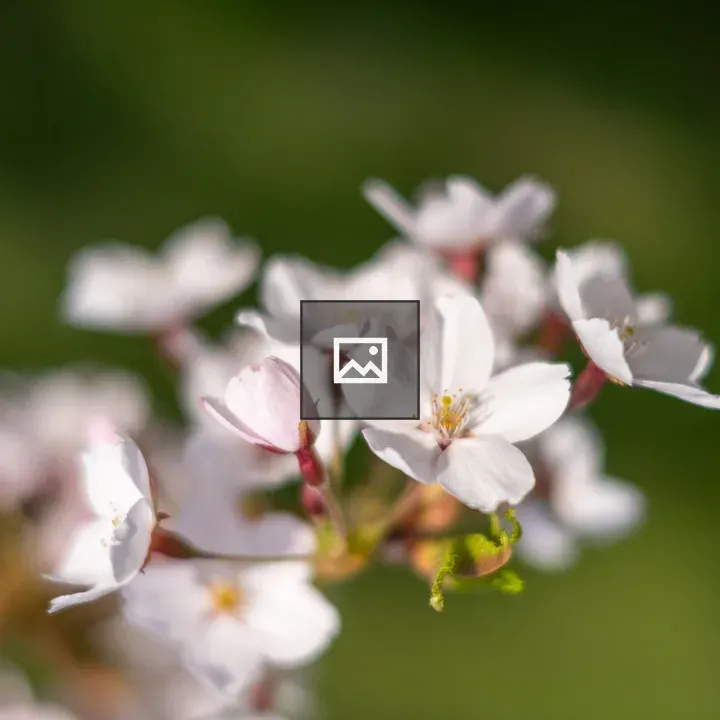 Cherry Blossoms Dream