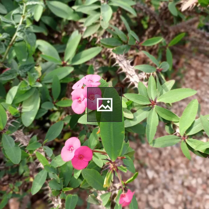 Pink flowers among green leaves