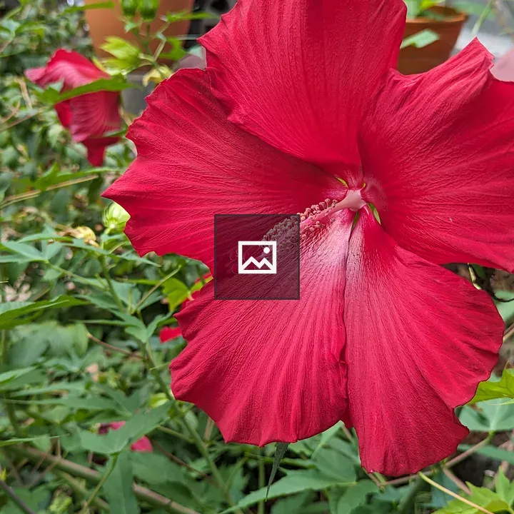 Big red hibiscus flower