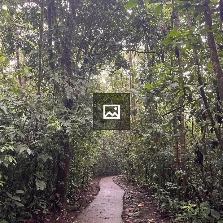 Winding rainforest path