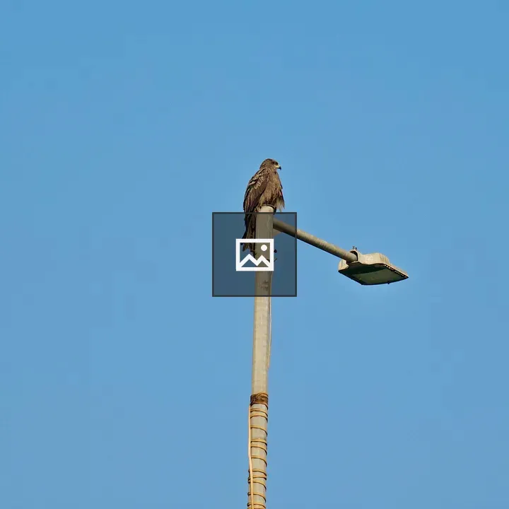 Black Kite on a Streetlight