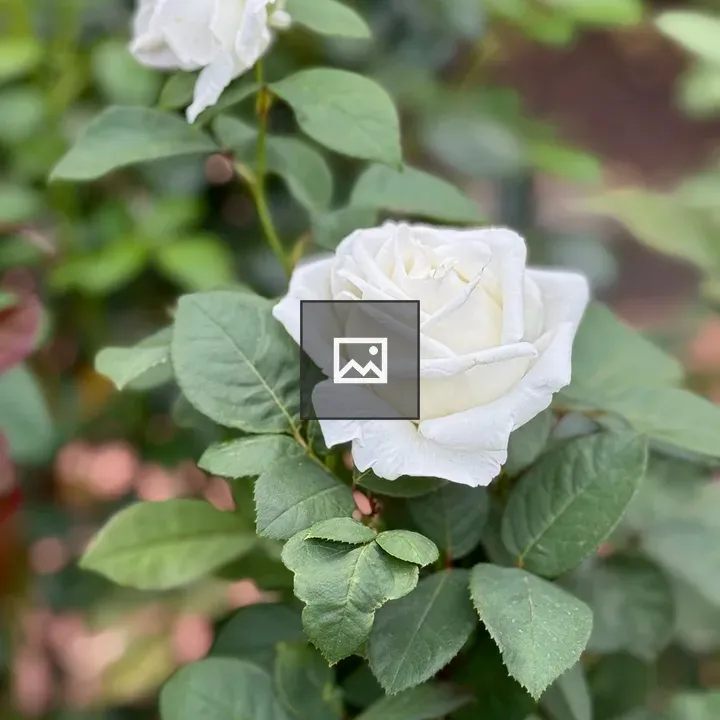 White rose in bloom