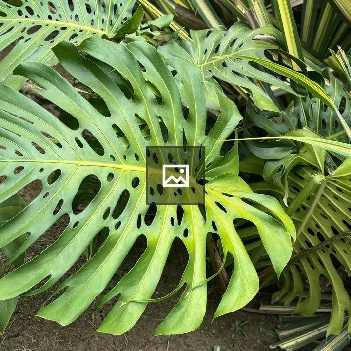 Monstera deliciosa Leaf Plant