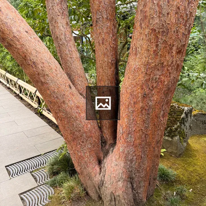 Tree with Thick Trunks in Japanese Garden