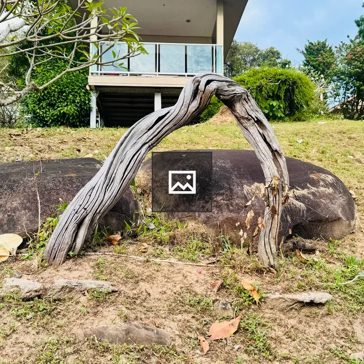Curved Piece of Dry Wood on Grass