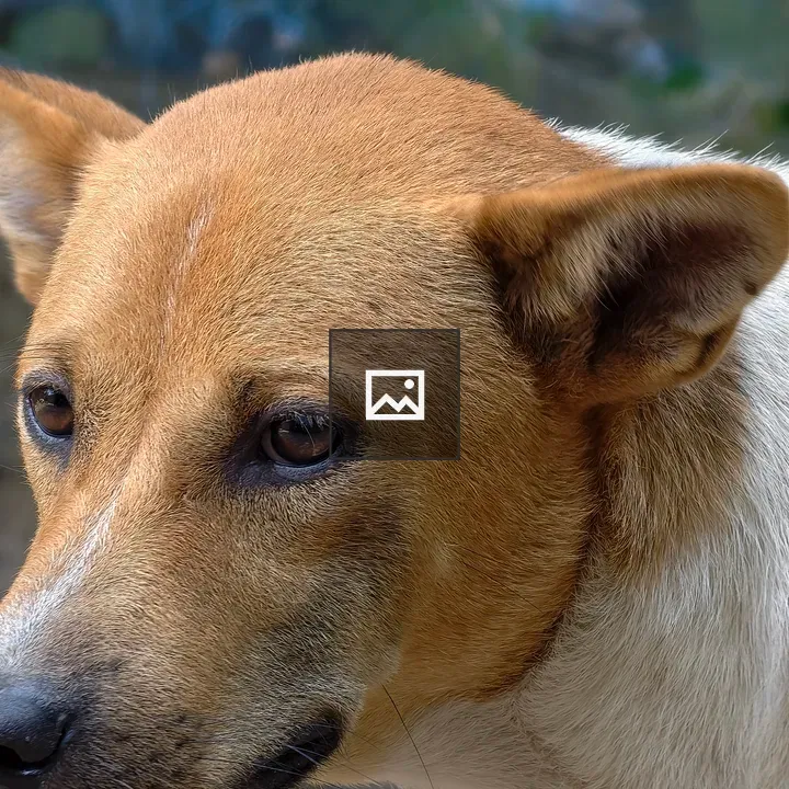 Close-up of brown and white street dog