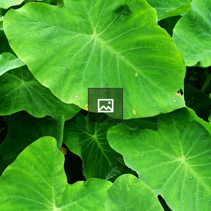Taro Leaves