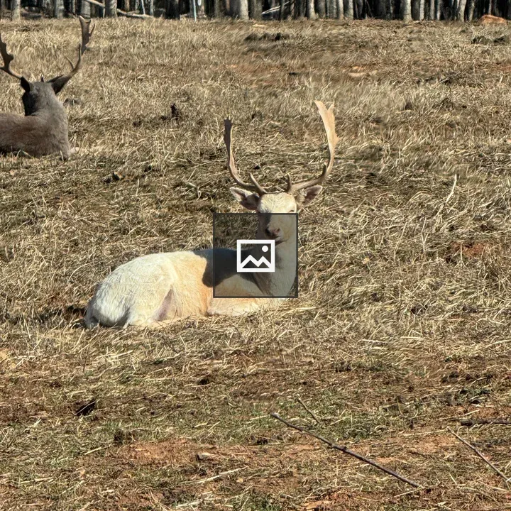 Deer with Antlers in Grass