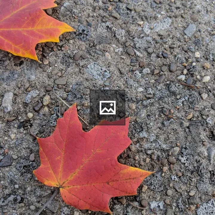 Red and Yellow Leaves