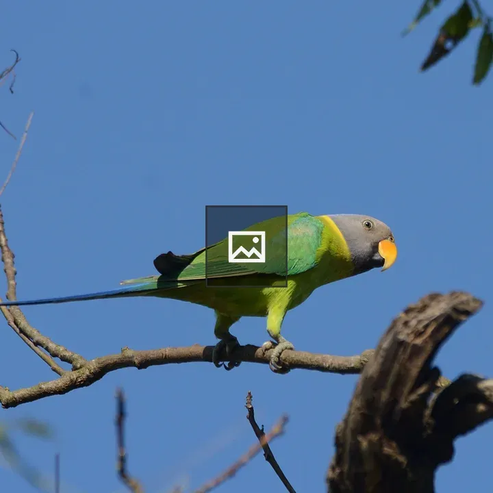 Green plum-headed parakeet female