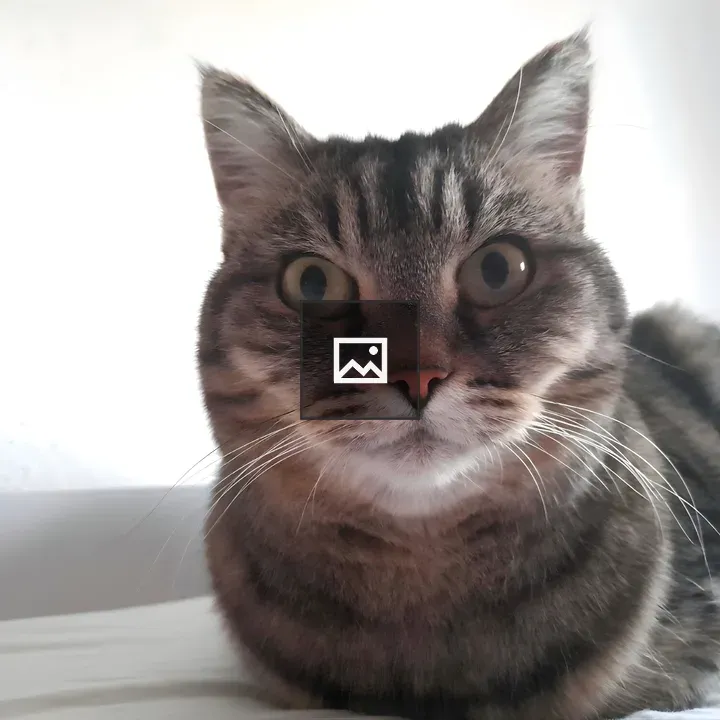 Tabby cat close-up eyes