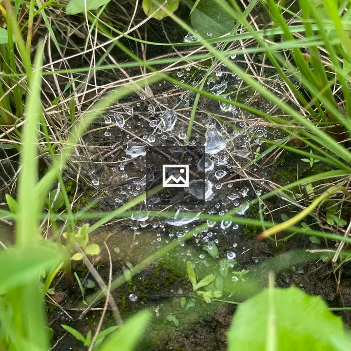 Spiderweb in Grass with Droplets