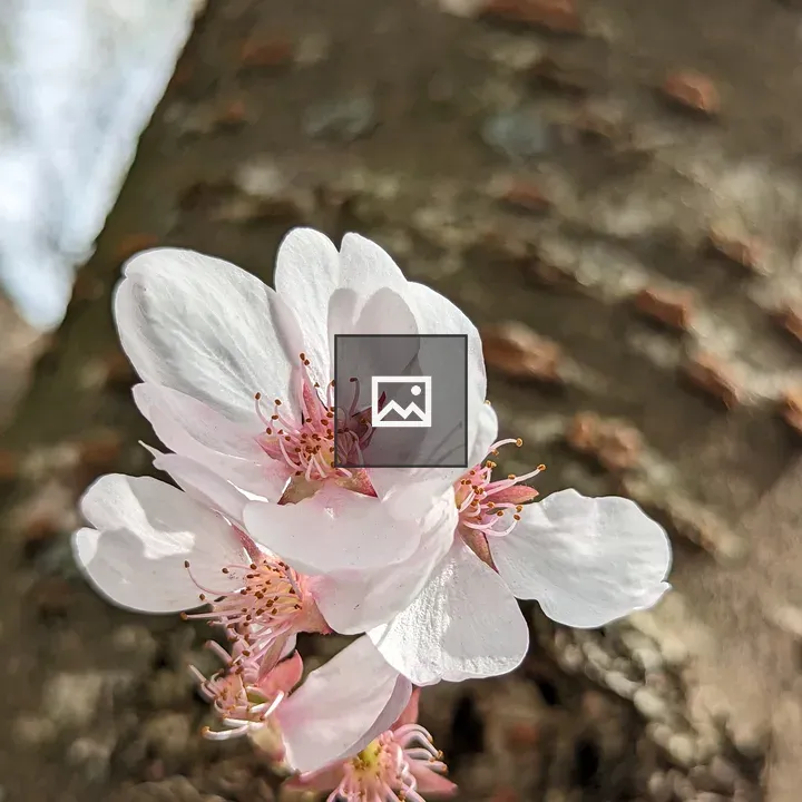Tiny pink blossoms