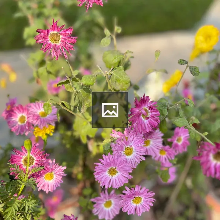 Close-up of pink and purple flowers