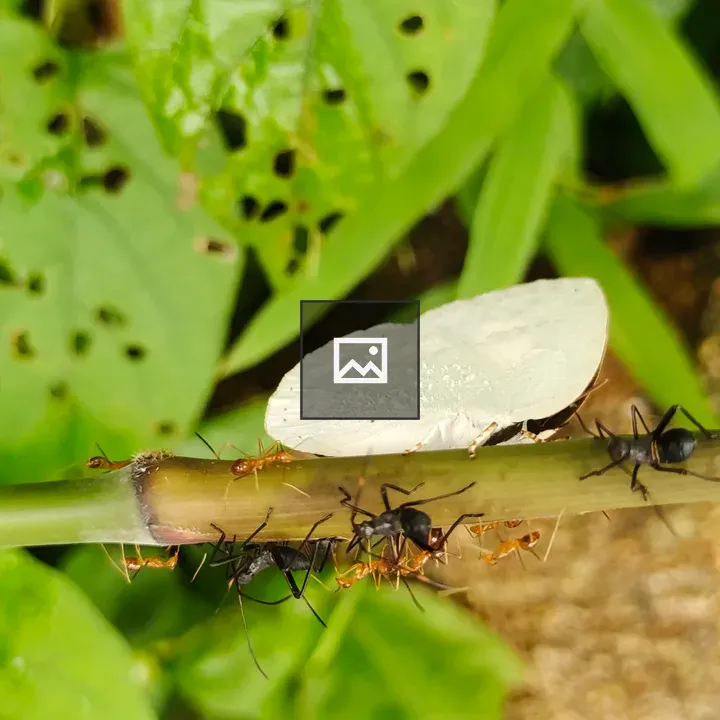 Ants carrying butterfly wing on stem