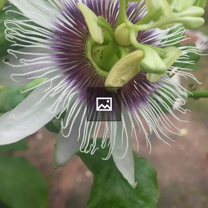 Passion fruit flower with ants