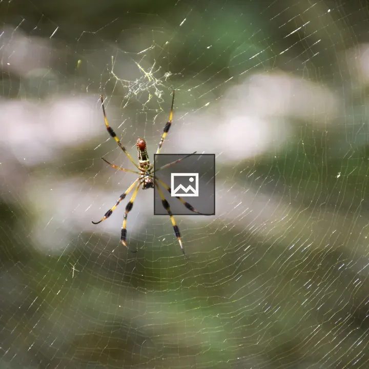 Banana spider on its web