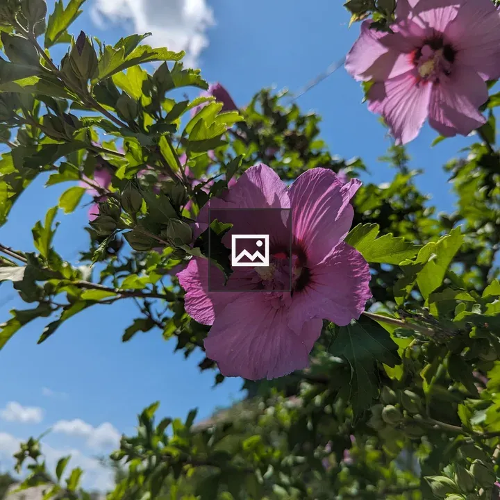 Pink hibiscus against blue sky