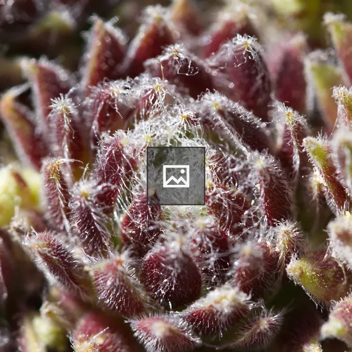 Hairy red Sempervivum leaves