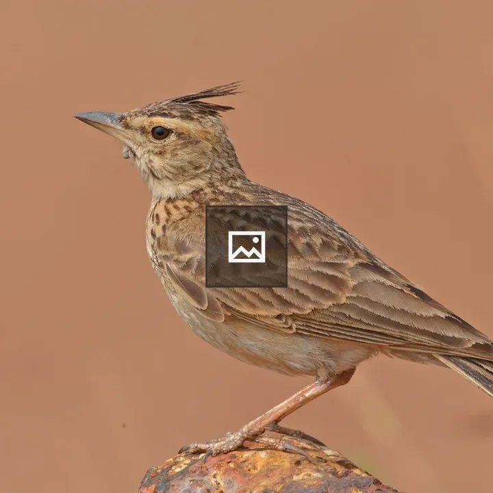 The crested lark
