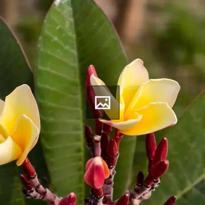 Two yellow and white plumeria flowers