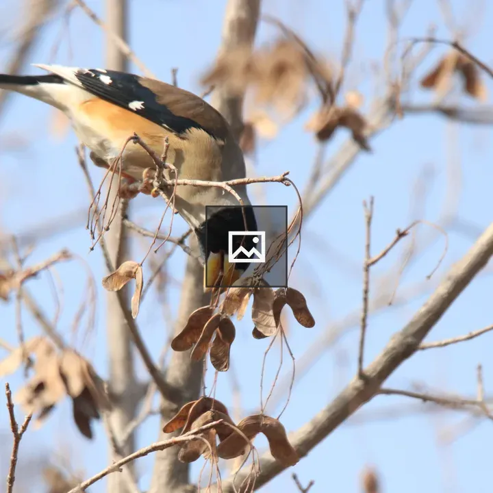 Male Chinese Grosbeak foraging