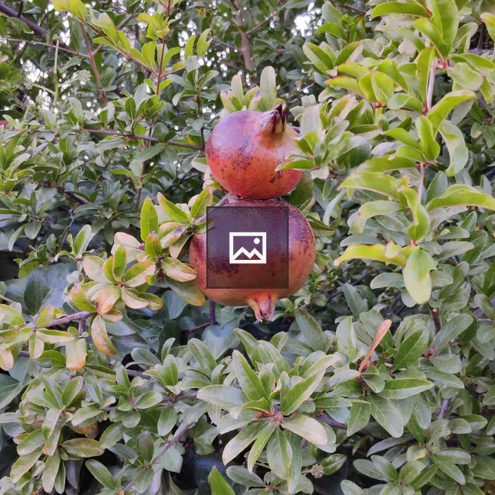 Pomegranate fruit on tree