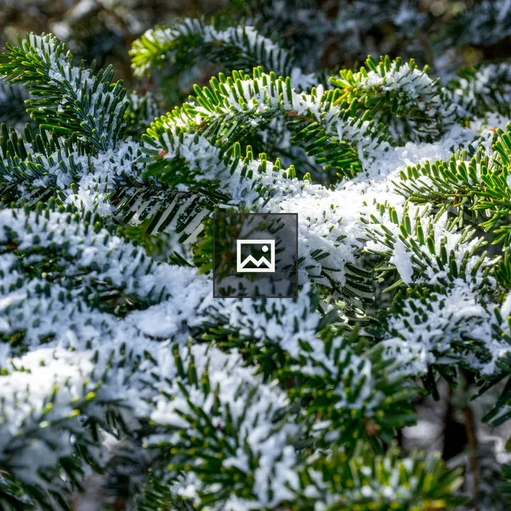 Snow on pine needles